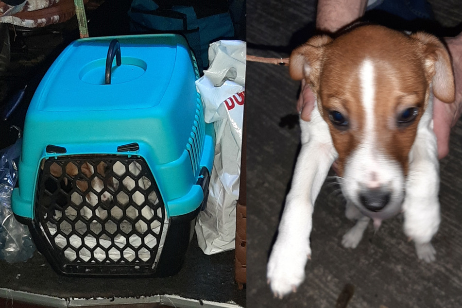Hunde-Schmuggel: Zoll stoppt illegalen Welpen-Transport