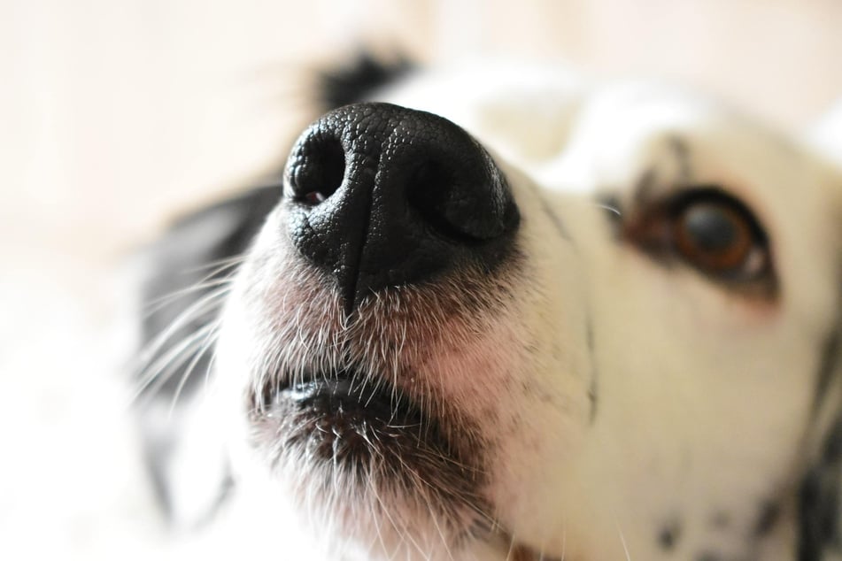 Eine trockene Nase beim Hunde sollte sehr vorsichtig behandelt werden, da dieses Sinnesorgan sehr empfindlich ist.