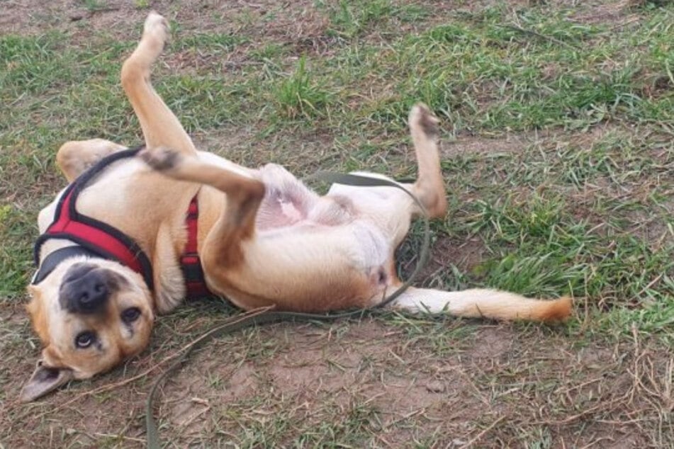 Trotz seines Alters ist Snacks noch sportlich unterwegs.