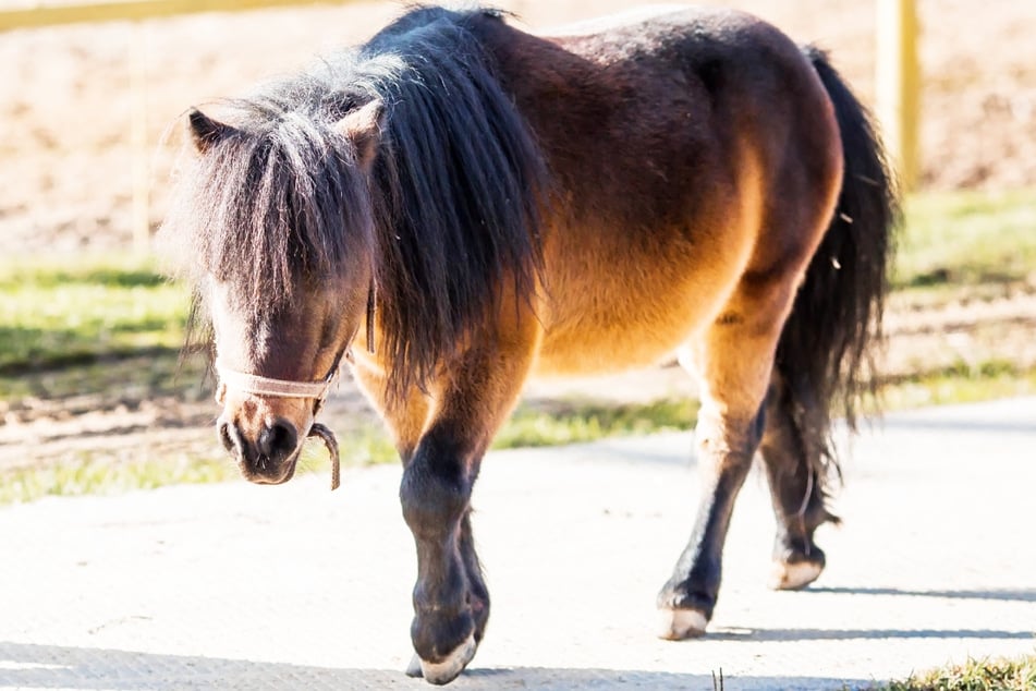 Ein Pony war auf die Autobahn gelaufen. (Symbolfoto)