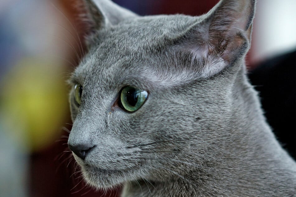 The Russian blue is quite possibly the coolest cat on the block.