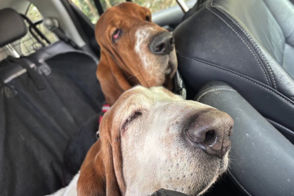 Wunde Augen, schlechte Zähne, Hautinfektionen sind nur die kleineren Krankheiten mit denen die zwei Hunde Frank und Delilah zu kämpfen haben.