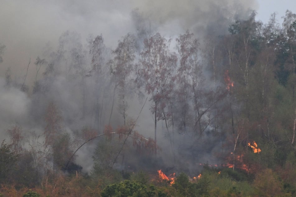 300 bis 400 Hektar Fläche sollen dem Waldbrand in Hürtgenwald (NRW) offiziellen Angaben zufolge zum Opfer gefallen sein.