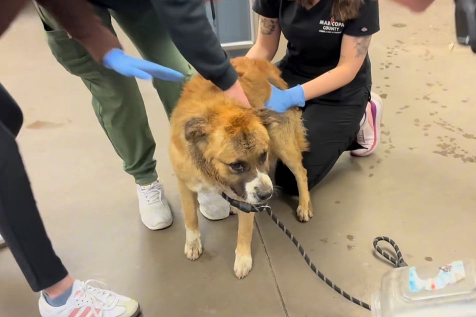 Die Frauen waren zunächst in Sorge, dass der Vierbeiner in Freiheit versuchen würde, sie zu beißen.