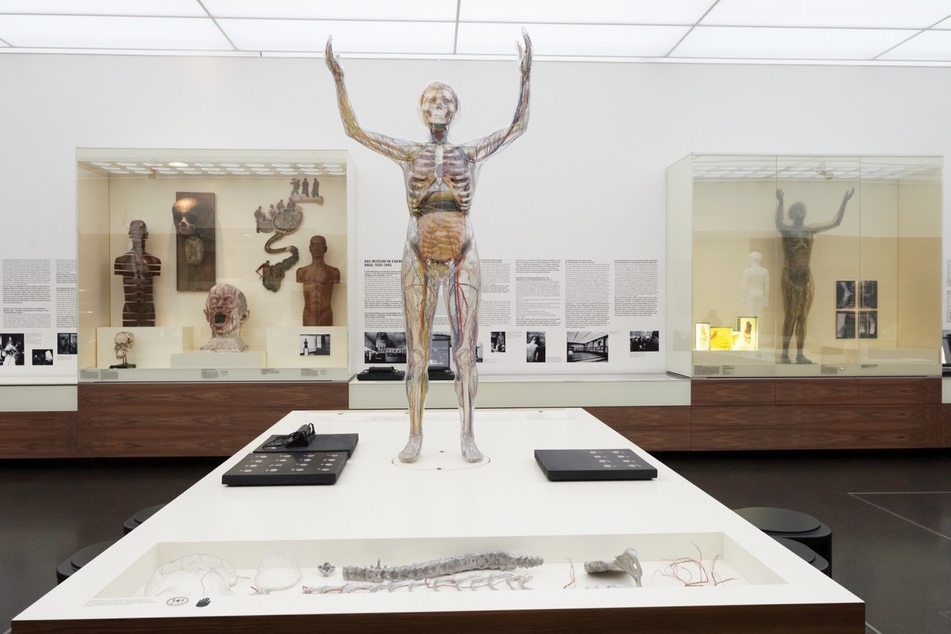 Eine Reise durch den menschlichen Körper kann man im Deutschen Hygiene-Museum Dresden erleben.