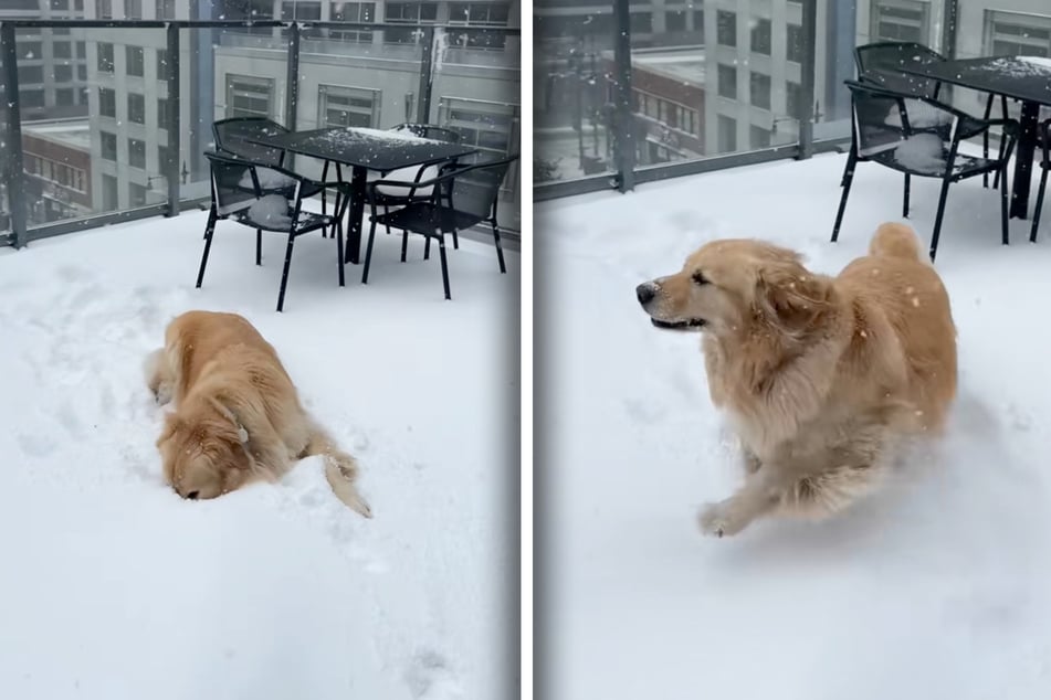 Ziel erreicht! Obwohl sie erst draußen gewesen waren, geht Tristan Guenther noch einmal mit Burrow in den Schnee.