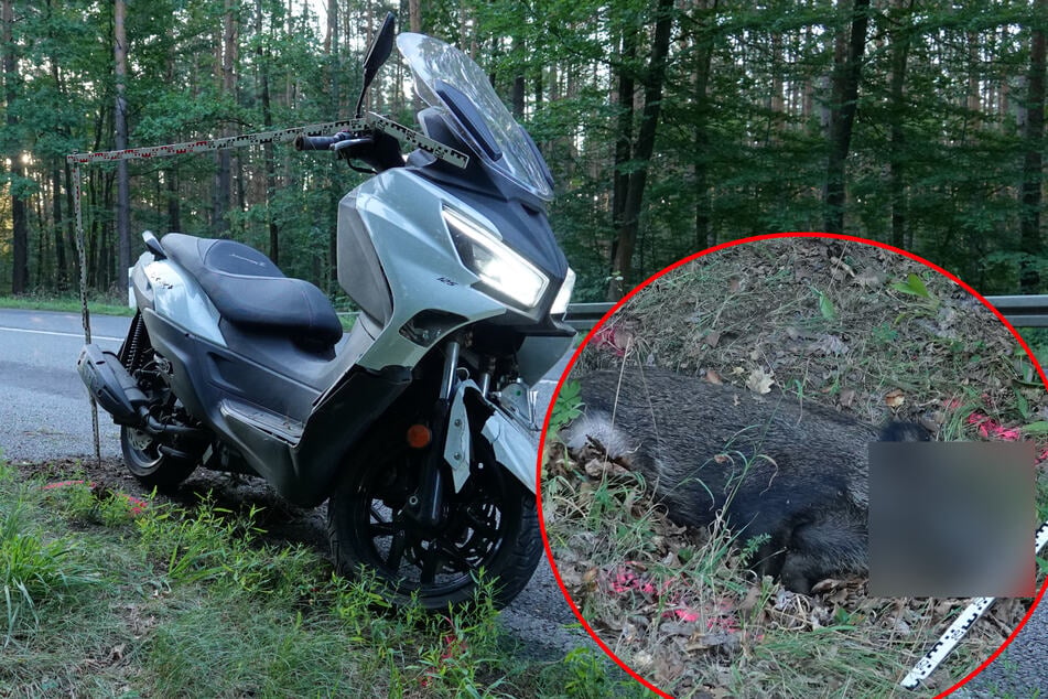 Roller kracht in Dresdner Heide gegen Wildschwein: 51-Jähriger schwer verletzt