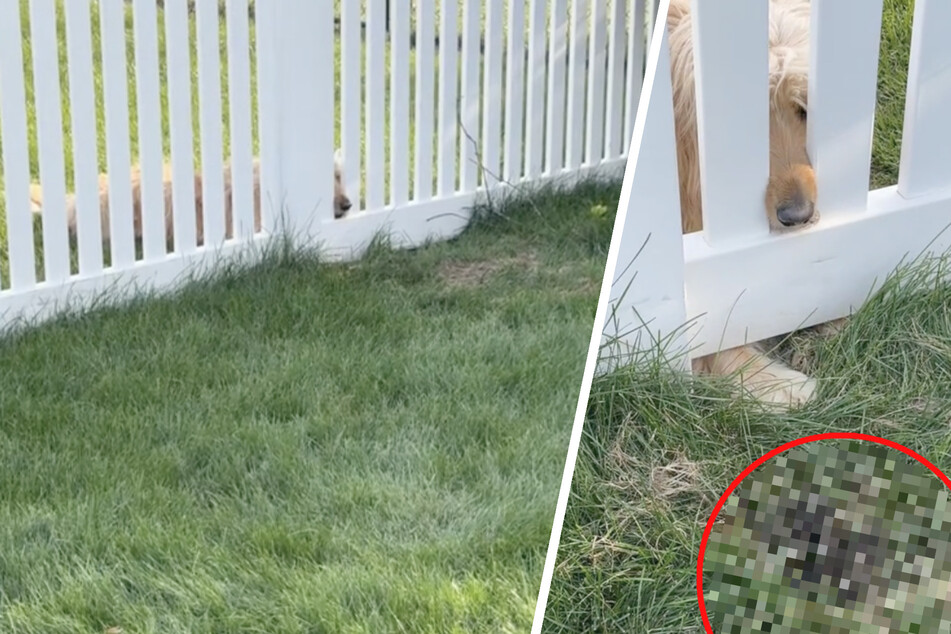 Gartenbesitzerin findet niedlichen Grund heraus, warum Hund Nase durch Zaun steckt