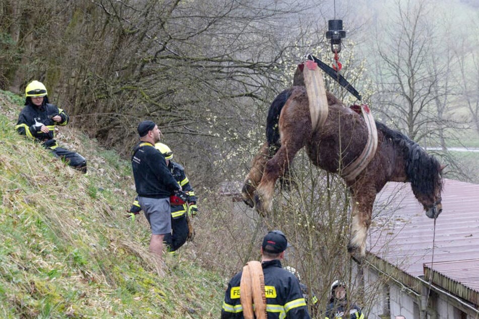 Abgestürzt! Pferd wird aus 12 Metern Tiefe "geangelt"