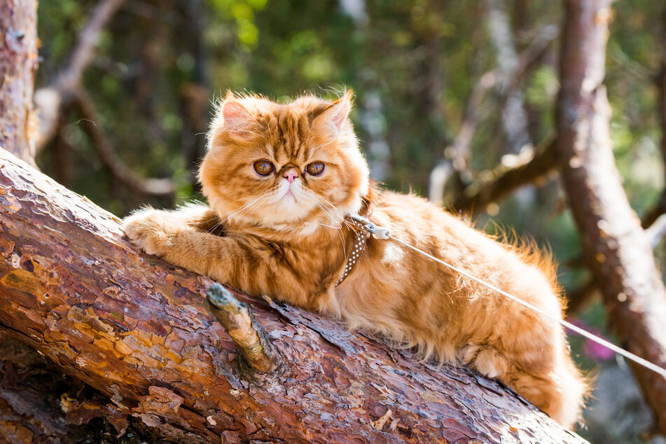 Be especially careful if your cat goes outside and check regularly for ticks.