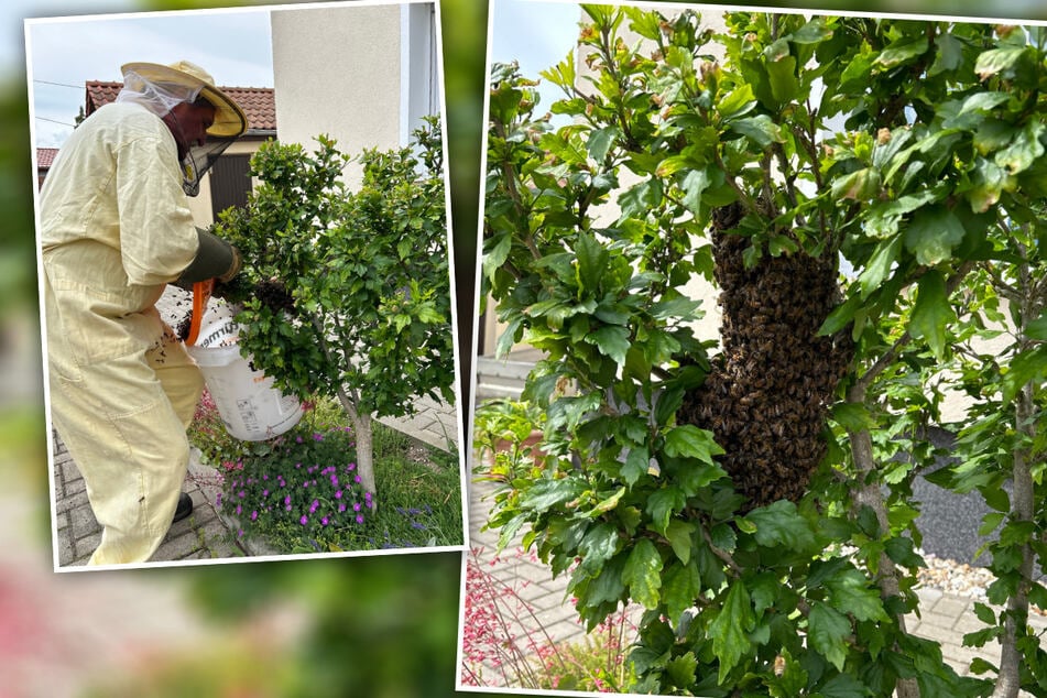 Der Bienenschwarm hatte sich auf einem kleinen Baum vor einem Haus ein neues Zuhause eingerichtet. Ein Imker kümmerte sich schließlich um die Tiere.