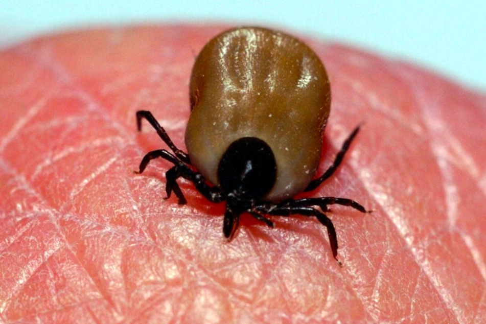 Zecken bohren sich mit Bewegungen ähnlich wie Brustschwimmer in die Haut von Menschen, um sich dort festzusaugen. Dabei können sie FSME und Lyme-Borreliose übertragen.