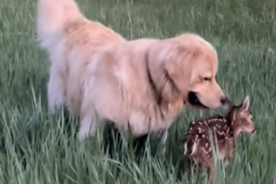 Golden Retriever befriends adorable baby deer: "Straight out of a Disney movie"