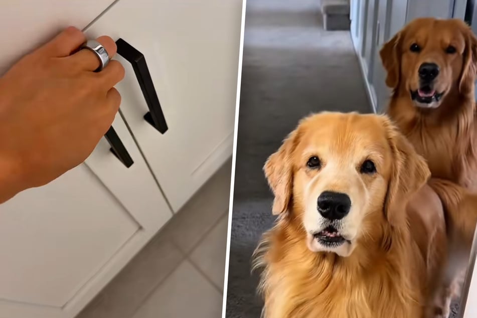Golden Retriever beobachten Frauchen ins Bad gehen: Was dann passiert, verzückt so viele