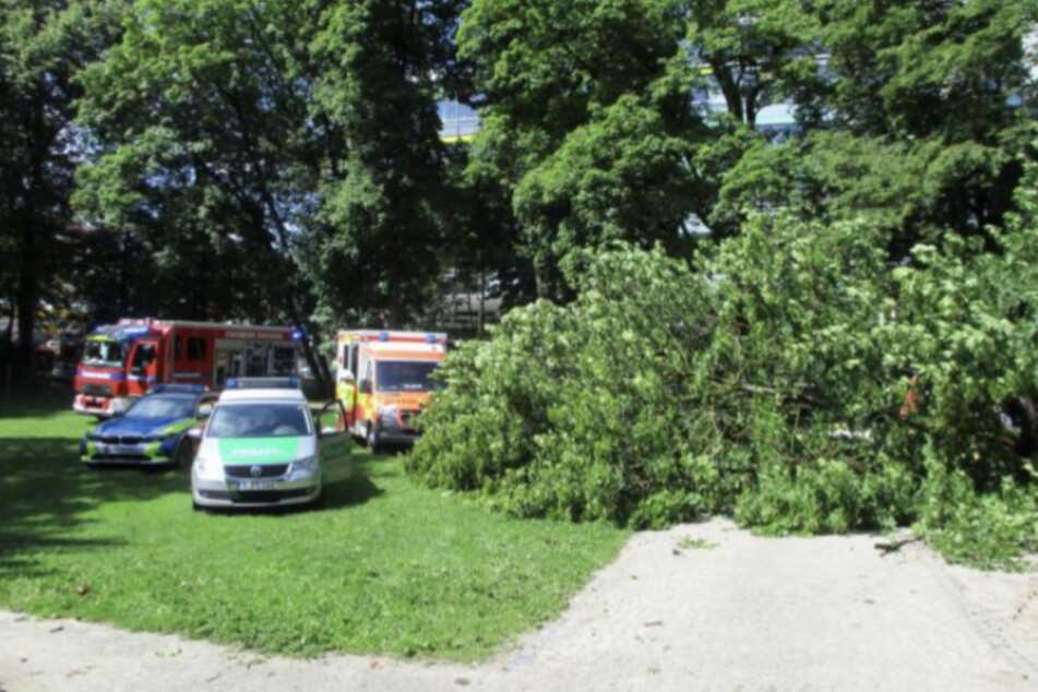 Drama auf dem Spielplatz: Umstürzender Baum begräbt Mutter und Kleinkind unter sich