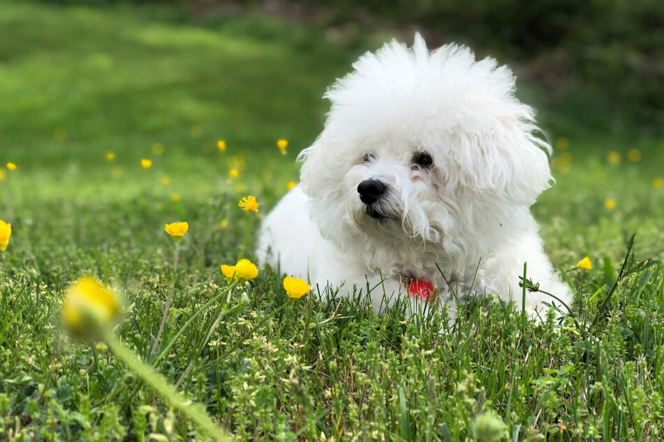 They might not be the tiniest, but the Bichon frisé are certainly some of the cutest.