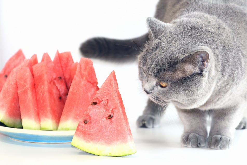 Bevor die Katze Wassermelone frisst, sollte man die Kerne entfernen.
