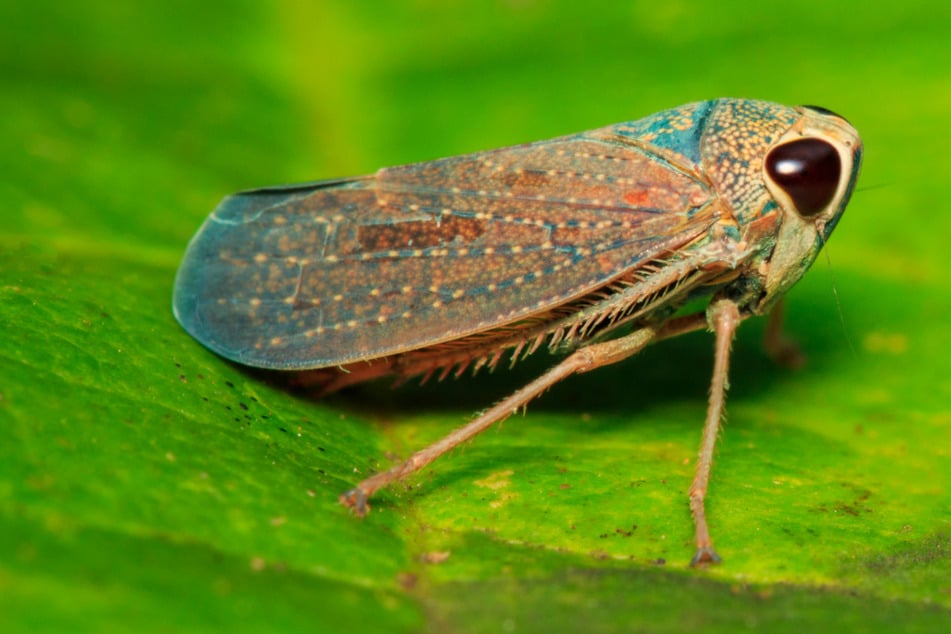 Seltenes Insekt im Regenwald entdeckt: Neue Zikadenart gibt Forschern Rätsel auf
