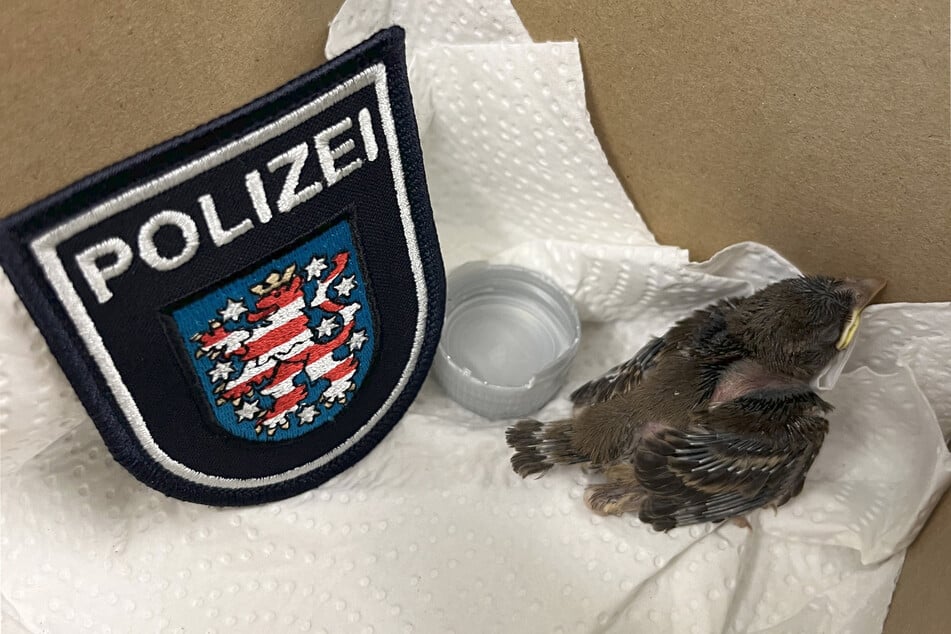 Aus einem vermeintlichen Einbruchseinsatz wurde für die Erfurter Polizei eine Rettungsaktion für einen hilflosen Jungvogel.