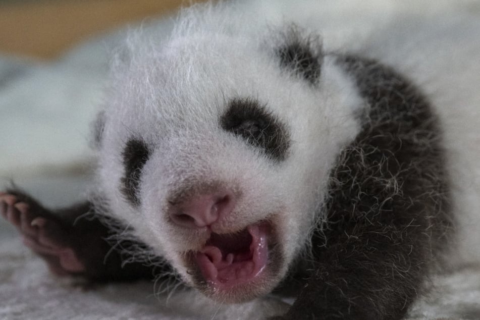 Im Berliner Zoo wurden vor einem Monat zwei Panda-Zwillinge geboren.