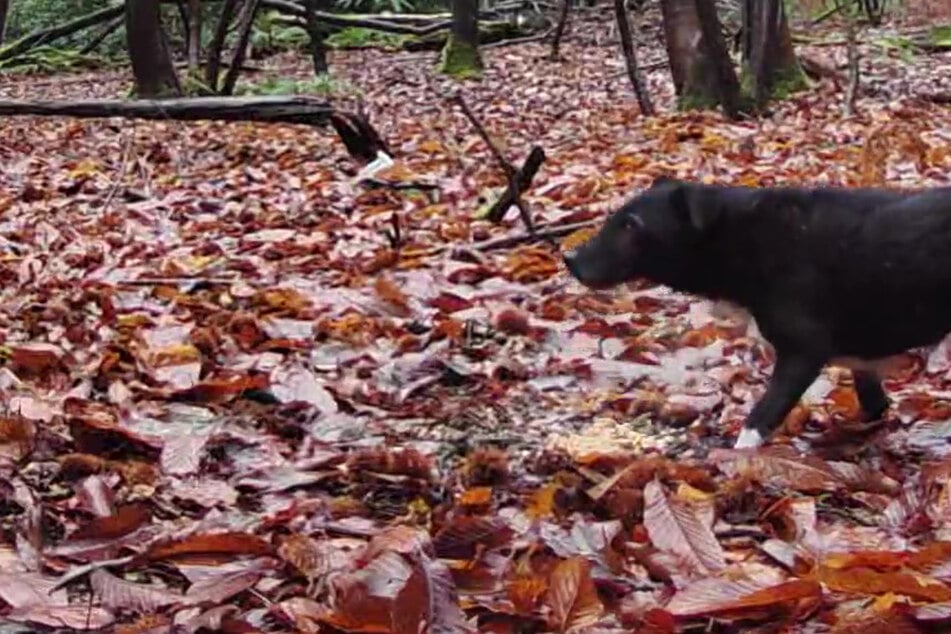 Menschen retten Hund aus Wald: Was sie dann über ihn herausfinden, raubt ihnen den Atem