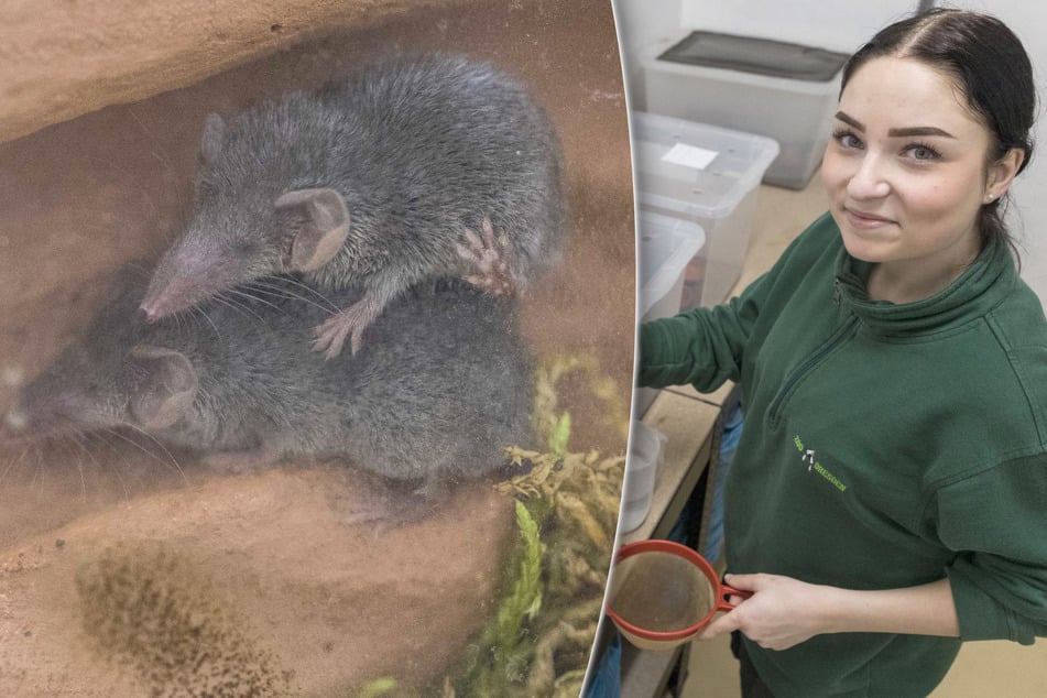 Wie die kleinsten Säugetiere der Welt im Dresdner Zoo leben