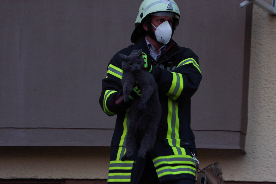 Ein Feuerwehrmann brachte eine Katze aus dem brennenden Haus in Sicherheit.