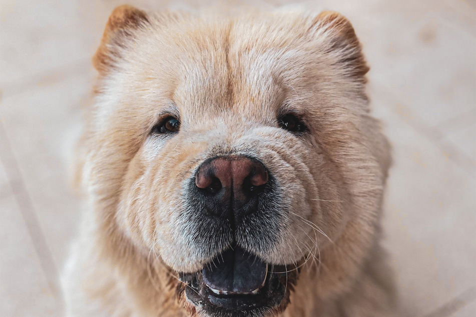 You're in luck if you adopted a chow chow – they live for a long time!