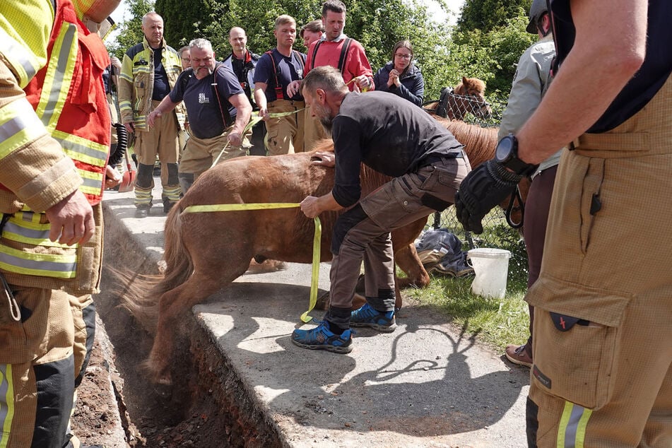 Mit vereinten Kräften konnte die Feuerwehr das Pferd aus dem Graben retten.