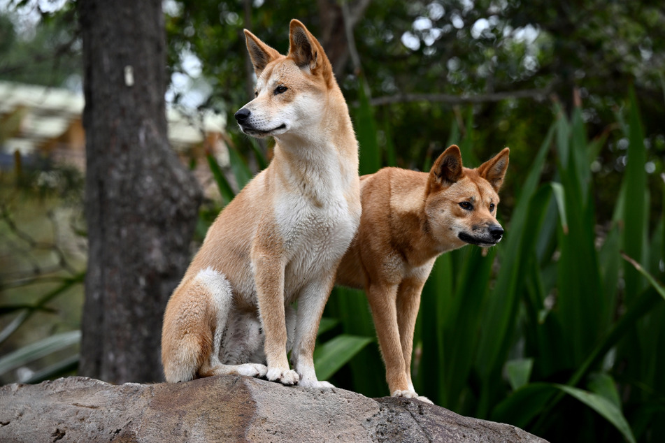 Ein Dingo-Pärchen beobachtet das Treiben in einem Erlebnispark nahe Sydney. Während der Waldbrände 2019/2020 kamen viele Wildtiere ums Leben.