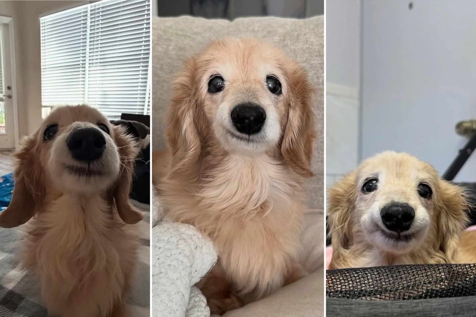 Elderly dog Bella has been delighting the internet with her sweet little grin, but the 14-year-old pup's smile isn't trained or photoshopped!