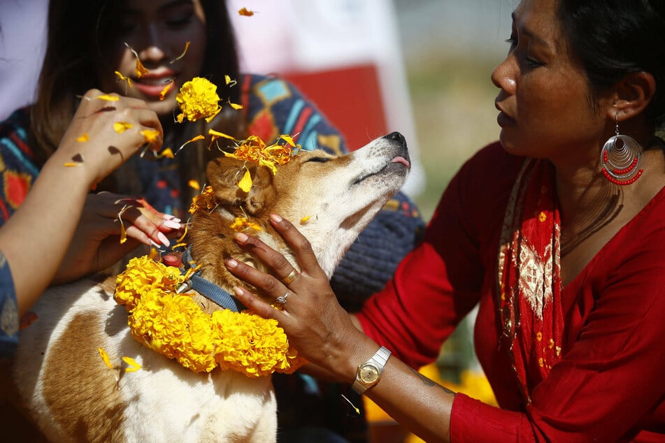 The Kukkur-Tihar is a day for pampering four-legged friends.