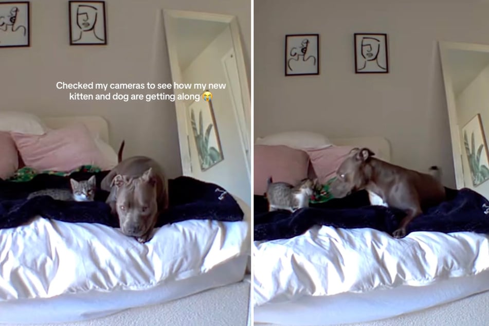 Auf ihrem TikTok Account teilt die Besitzen süße Einblicke in das Zusammenleben des Duos.