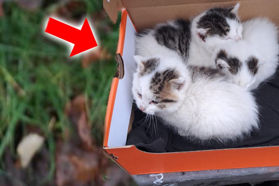 Tres gatitos indefensos abandonados en Radeberg: ¿Alguien los vio?