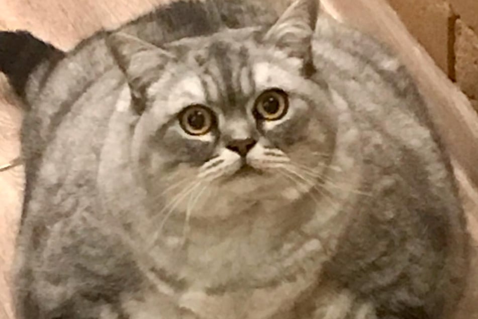 Katze Lyznias Übergewicht kommt nicht bei allen gut an.