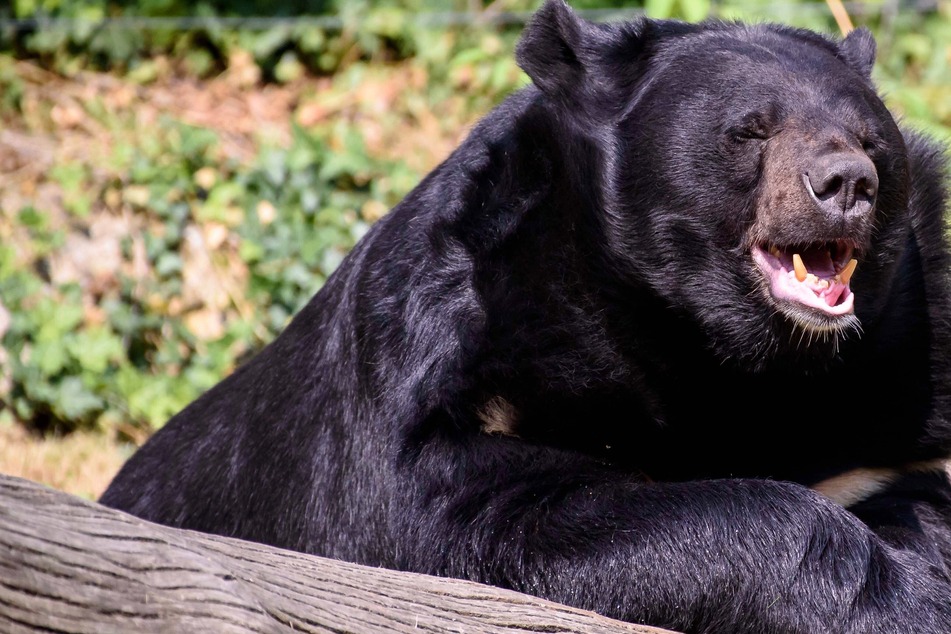 Dangerous mix-up: man pets "dog" and is suddenly attacked by an angry bear