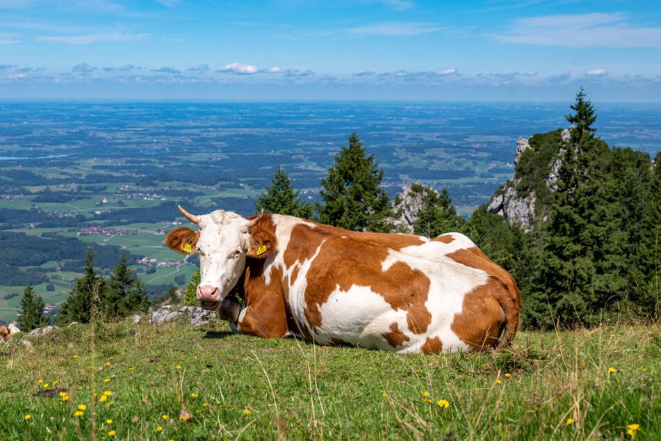 Den Menschen (und Tieren) in Bayern stehen laut DWD zwei warme und freundliche Tage bevor.