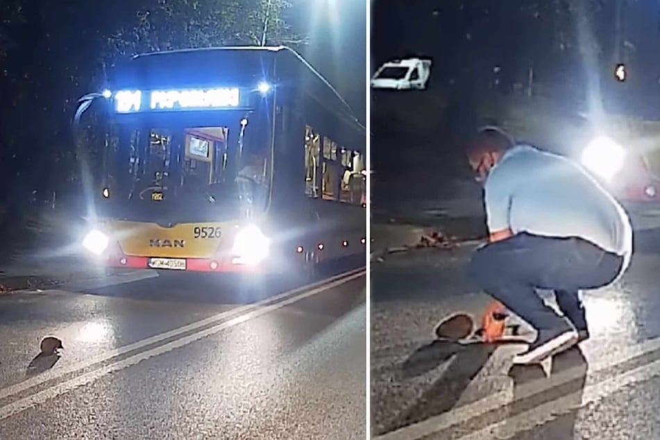 Busfahrer rettet leicht verwirrten Igel, damit er nicht unter die Räder kommt