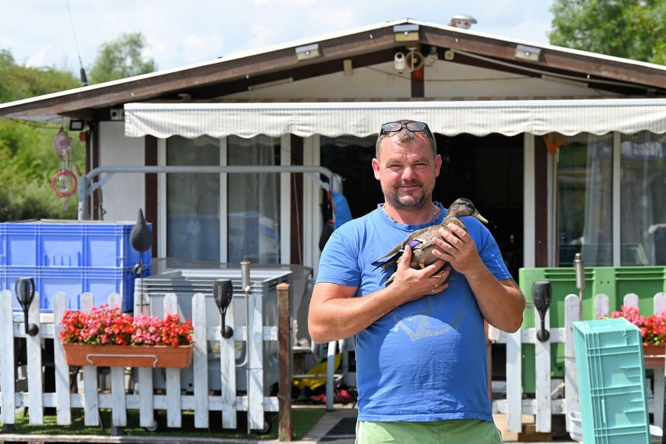 Ein Tier ist dem Entenpapa Stephan Lademann (47) treu geblieben. Die in der Entwicklung zurückgebliebene Stockente Fridolin.