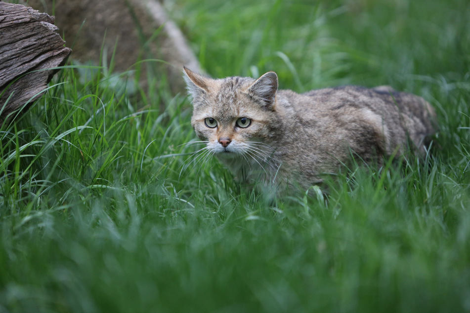 Eine Wildkatze sitzt im Gras eines Tiergeheges im Wildpark Christianental (Sachsen-Anhalt).