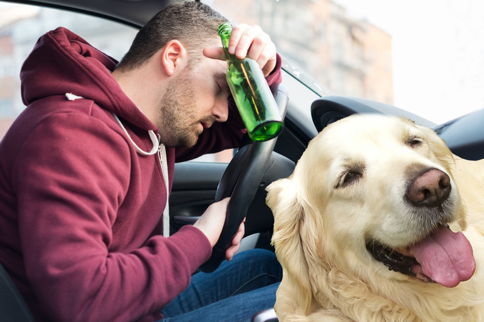 Platz am Steuer: Betrunkener Fahrer lässt Hund hinters Lenkrad