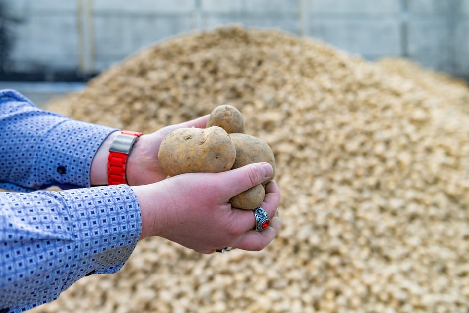 Die Kartoffelpreise sind derzeit im Keller. Diese Bio-Kartoffeln werden an die Rinder verfüttert.