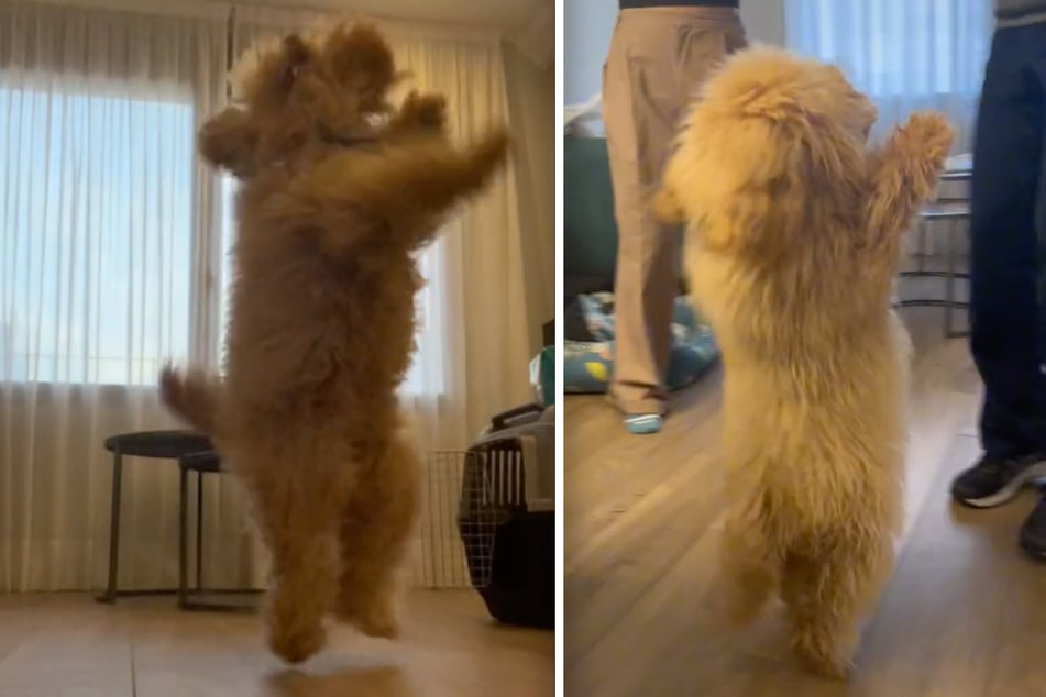 Ein tanzender Hund auf zwei Beinen? Was dieser Labradoodle draufhat, begeistert Millionen