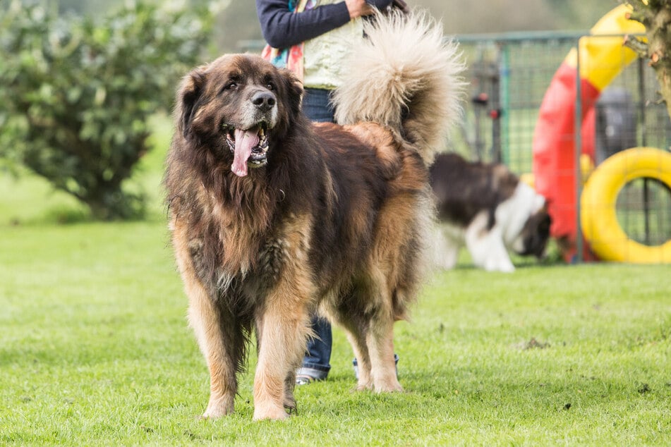 Leonbergers are considered a lion among dogs, due to their impressive mane.