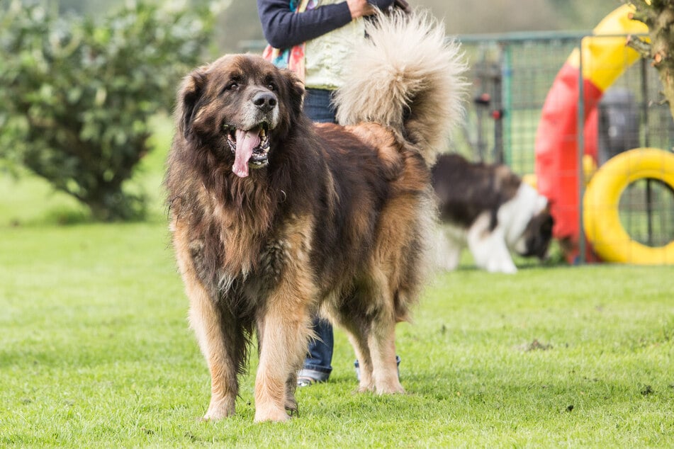 Der Löwe unter den Hunden: Leonberger erkennt man an der üppigen dunklen Mähne.