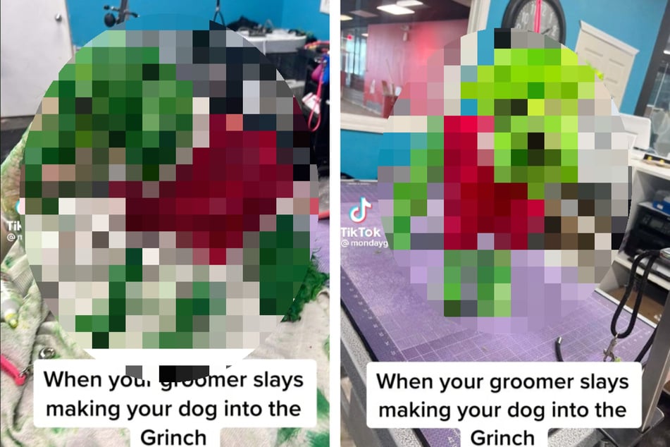 Frau gibt ihrem Hund Weihnachts-Makeover: Wie er danach aussieht, schockiert Millionen!