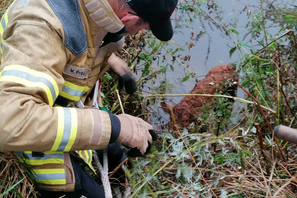 Ein Feuerwehrmann zieht das kleine Kalb aus dem Wasser.