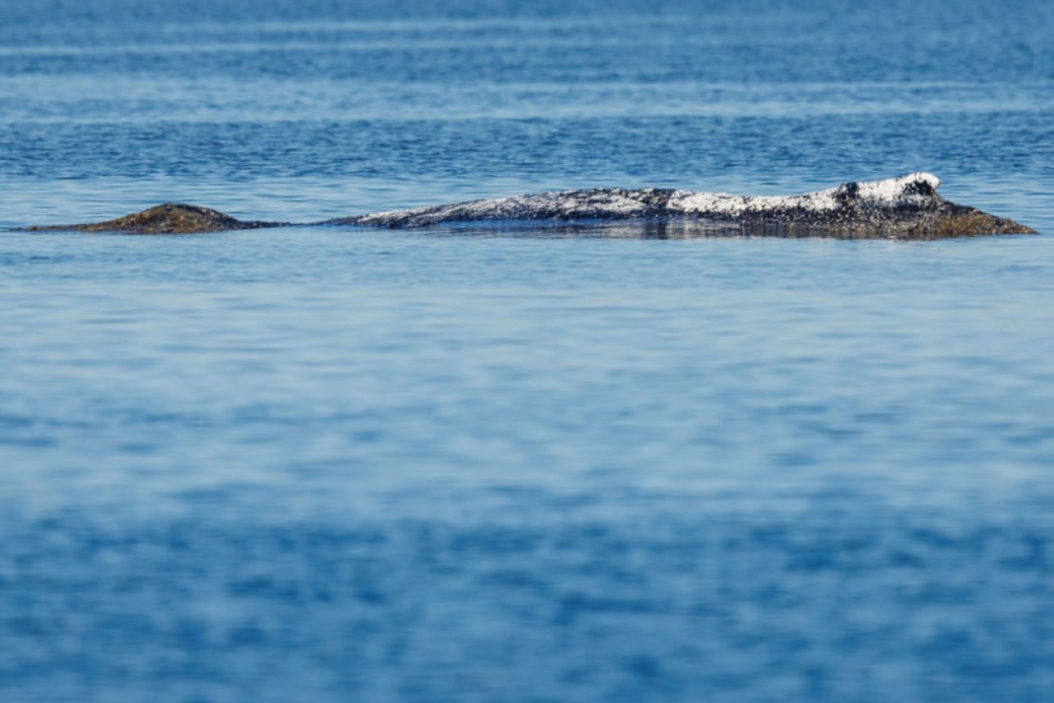 Buckelwal "Timmy": Retter vor Ort - wie geht es jetzt weiter?