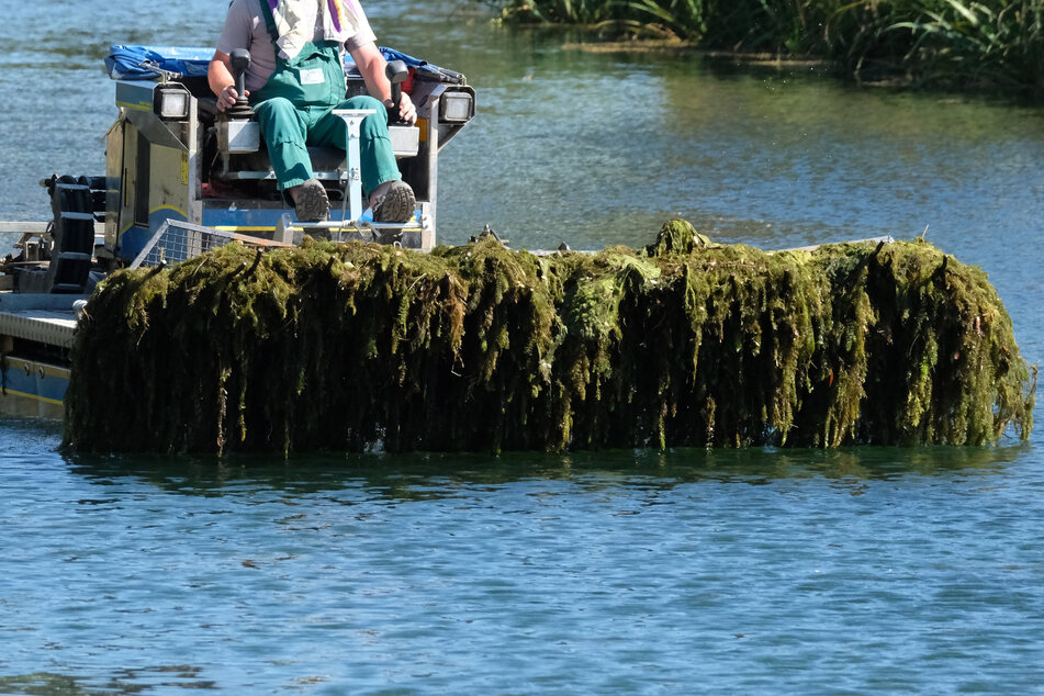 Es ist nicht das erste Mal, dass Boote auf Leipzigs Gewässern herum schippern, um die Algen unter Wasser zu entfernen. (Archivbild)
