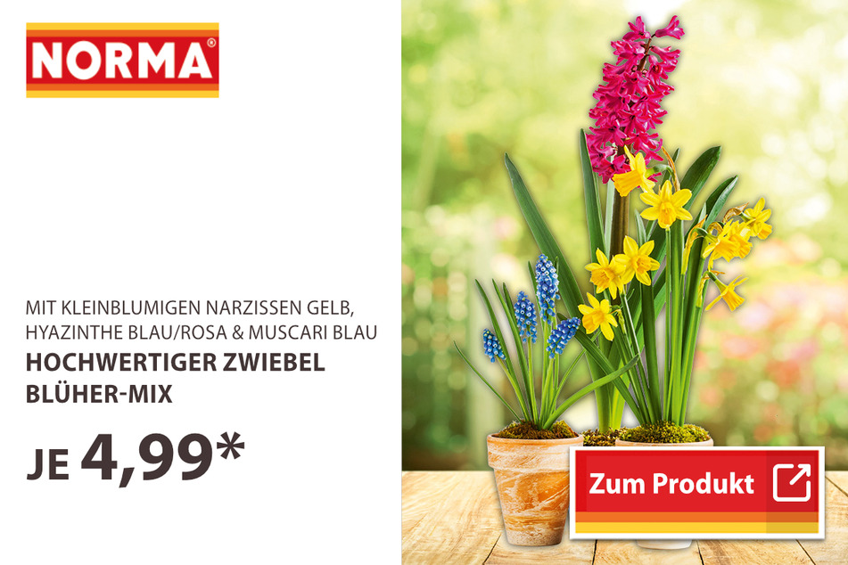 hochwertiger Zwiebel Blüher-Mix